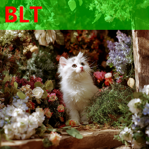 夸梅谈婚姻法改革:女人要变心，男人可以拿走自己的钱 这才公平